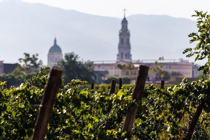 Explore Pompeii: Private Tour, Wine Tasting & Lunch - Bosco de’ Medici: Vineyards and Cellar Before You Eat