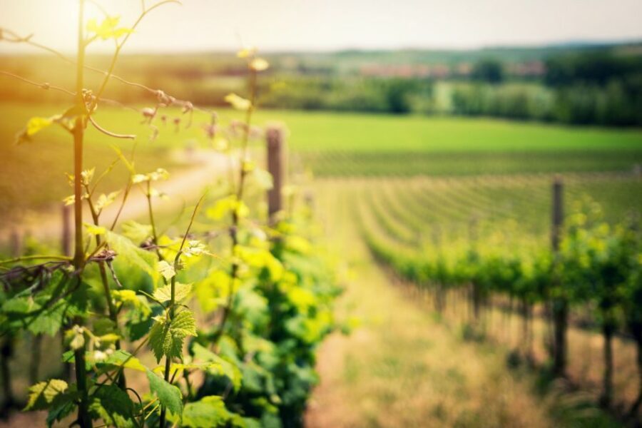 From Naples: Pompeii and Wine Tasting Tour with Lunch - The Pompeii ticket reality check