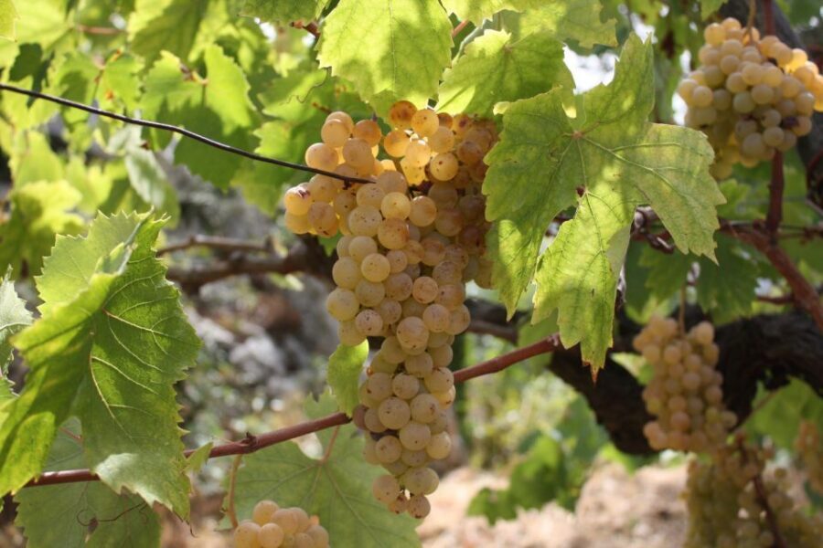 From Naples: Pompeii and Wine Tasting Tour with Lunch - Value for money: why this price can work