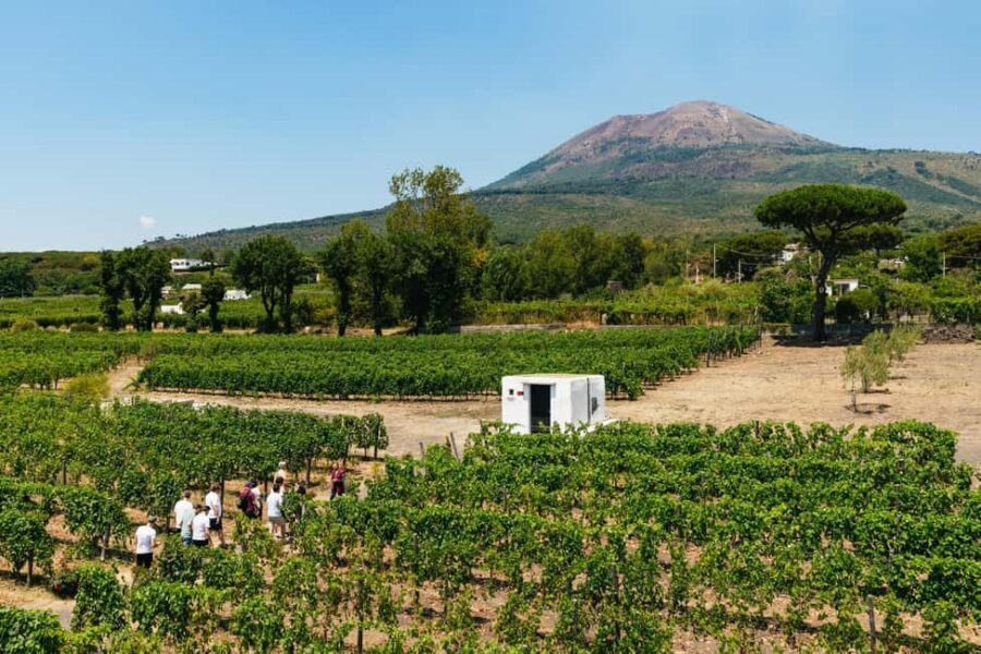 From Naples: Wine Tasting Tour on Vesuvius Slopes with Lunch - Key things to know before you go