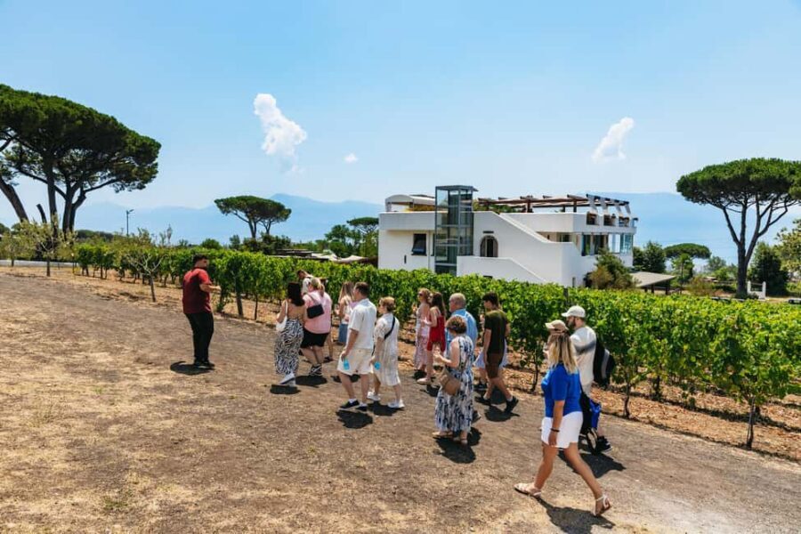From Naples: Wine Tasting Tour on Vesuvius Slopes with Lunch - Should you book the Vesuvius wine tasting with lunch?