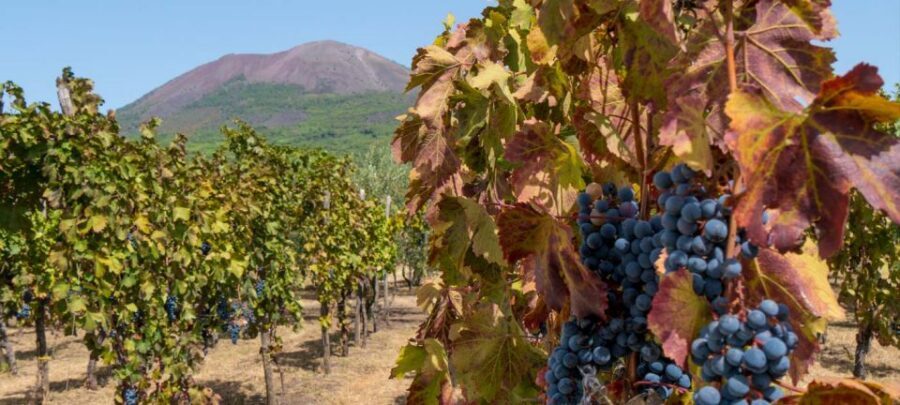 From Sorrento: Mount Vesuvius Tour with Lunch & Wine Tasting - The wine tasting: three pours, volcanic character, and real local style