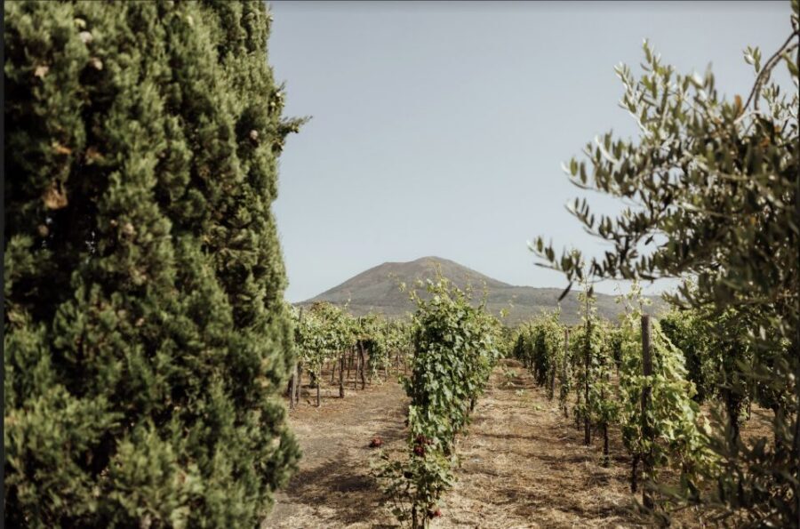 Mount Vesuvius: Vineyard Tour with Wine Tasting and Lunch - Key highlights worth your time