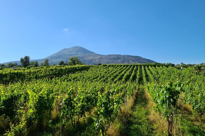 Pompeii Guided Tour & Lunch with Superior Wine Tasting - Pickup and logistics: how to make it feel easy