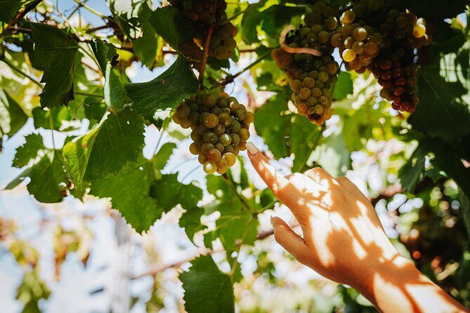 Pompeii Guided Tour & Lunch with Superior Wine Tasting - Practical comfort tips for Pompeii heat and uneven ground