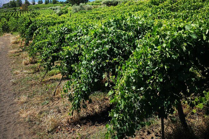 Pompeii Tour & Lunch with Wine Tasting Experience - What’s actually on the lunch menu (and what the wine pairing includes)