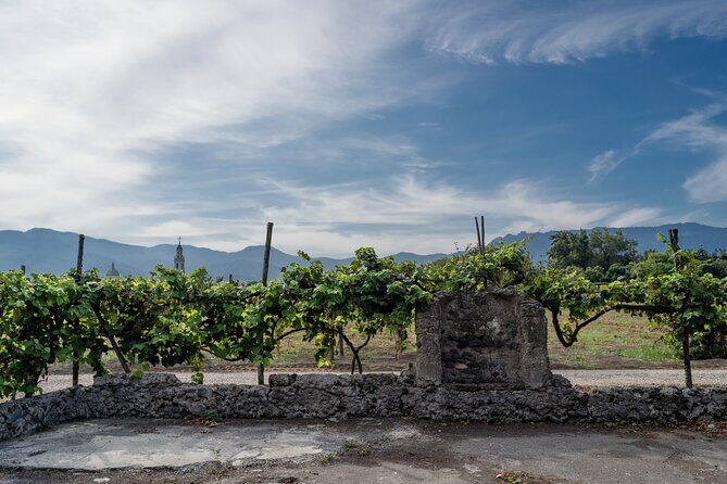 Pompeii Vineyard Escape: Private Wine Tasting & Lunch - Necropolis of 79 AD: Pompeii context that isn’t just street stone