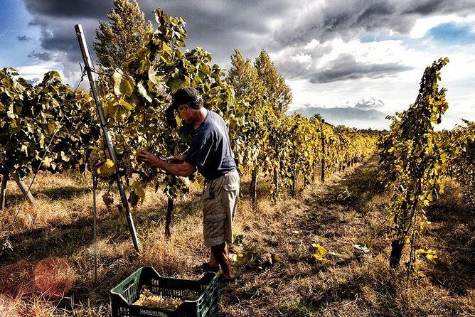 Scenic Wine Tasting & Lunch on the Slopes of Vesuvius from Naples - Key Things You’ll Notice on This Vesuvius Wine Day