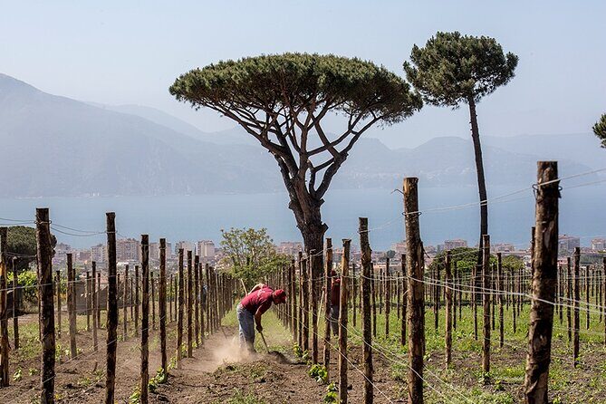 Scenic Wine Tasting & Lunch on the Slopes of Vesuvius from Naples - Service and Staff: The Real “Secret Ingredient” Is People
