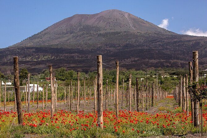Scenic Wine Tasting & Lunch on the Slopes of Vesuvius from Naples - Price and Value: Is $108.84 Worth It?