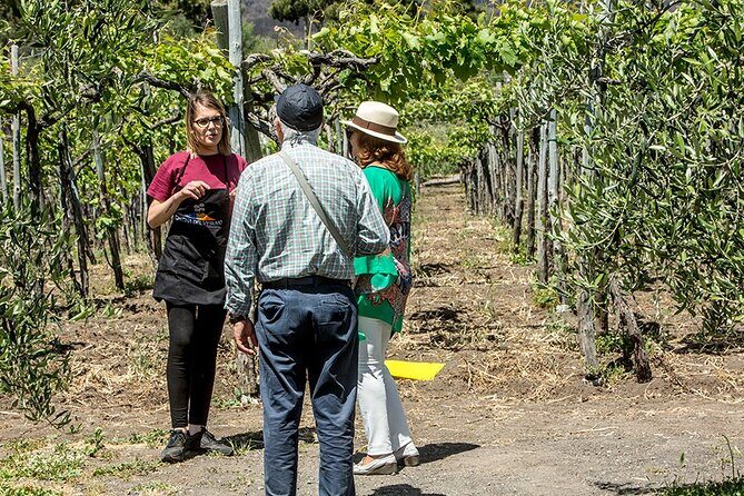 Scenic Wine Tasting & Lunch on the Slopes of Vesuvius from Naples - Who This Vesuvius Wine Tour Fits Best